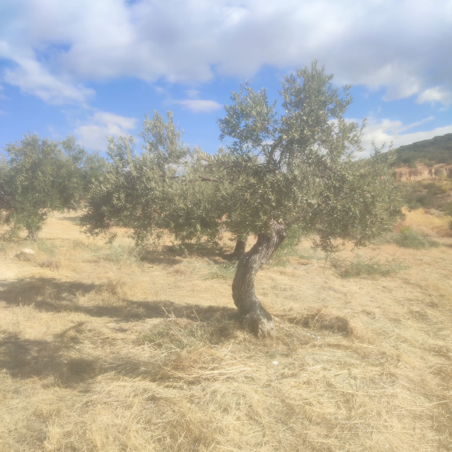 Beautyful of Olive Tree in Greek 